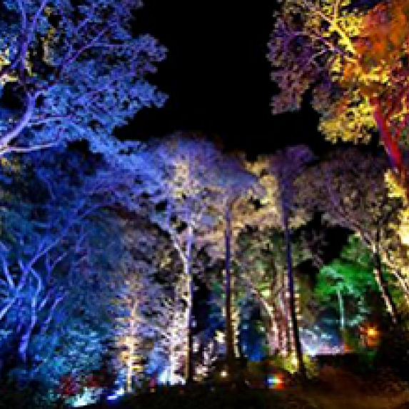 The Enchanted Forest at Faskally Wood. Tree lit up brightly with different colours.