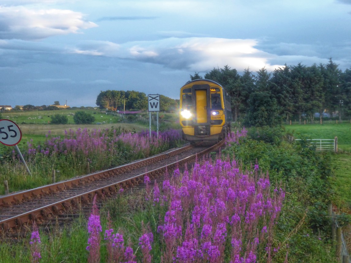 Class 158 train on the Far North Line on a sunny evening with purple heather in the foreground.
