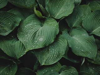 Green plants with water droplets on leaves