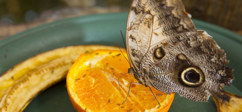 Spread Your Wings With Amazonia’s New Butterfly Experience