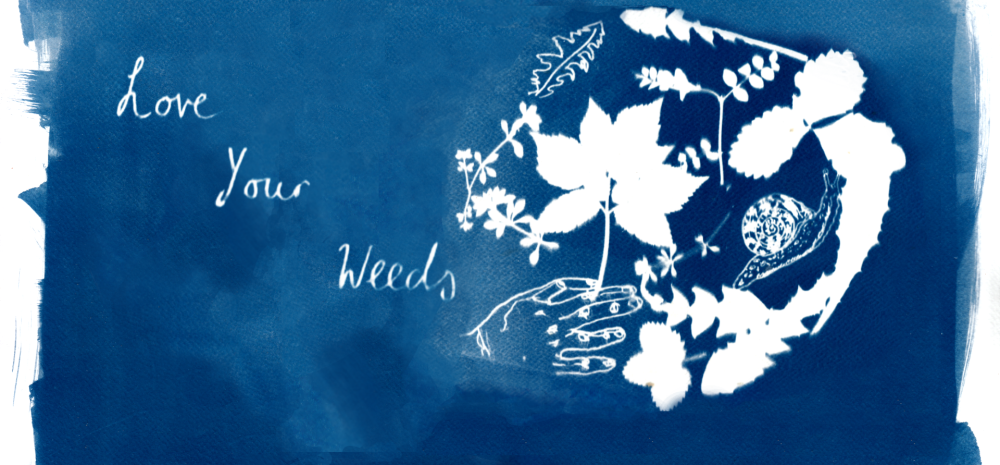 Love Your Weeds: Cyanotype & Foraging