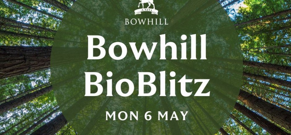 Bowhill BioBlitz