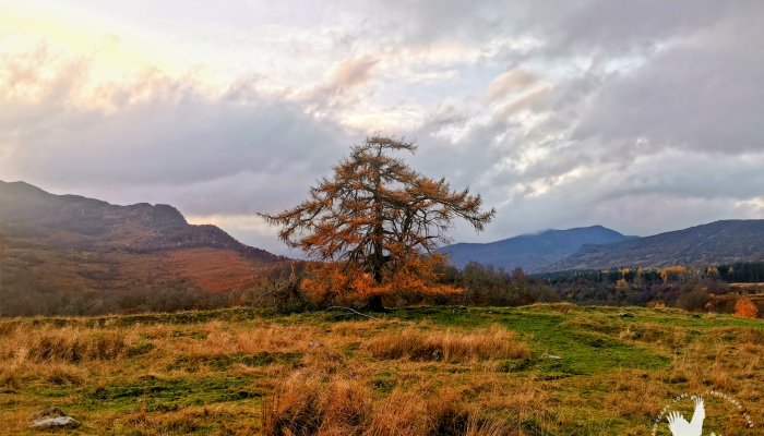 Echoing Heath - Guided Walk, Exploring History and Lore, from Newtonmore