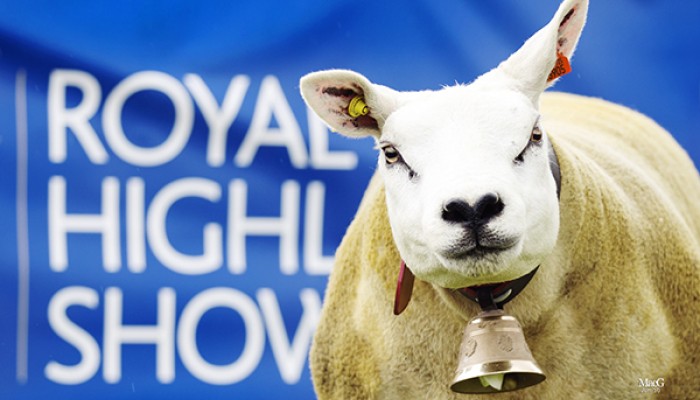Sheep at Royal Highland Show