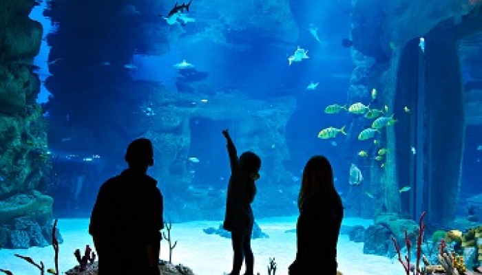 Children at an aquarium