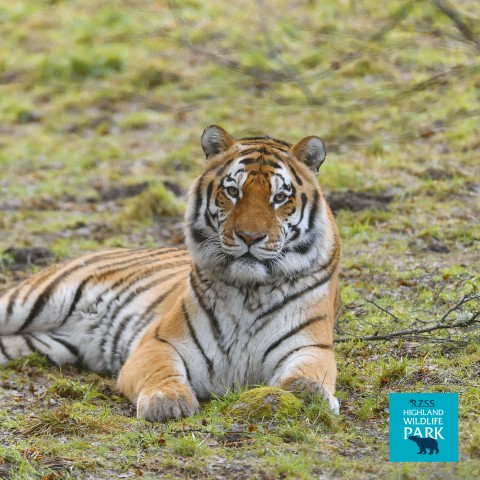 Tiger lying on the grass at the Highland Wildlife Park 