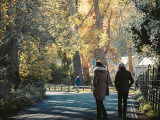 People walking in a park with trees