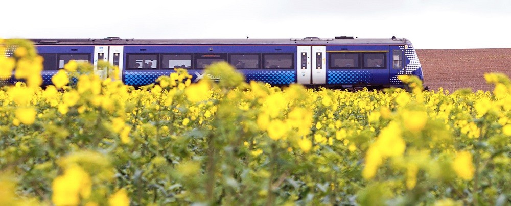 ScotRail train surrounded by yellow flowers