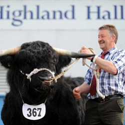 Royal Highland Show - Male standing holding bull's horns